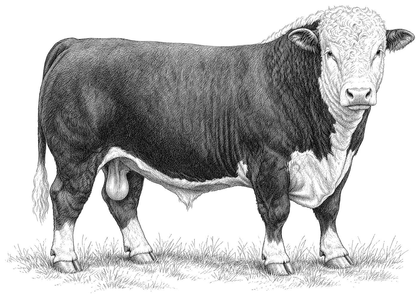 Pen and ink drawing of a purebred Hereford bull in profile.