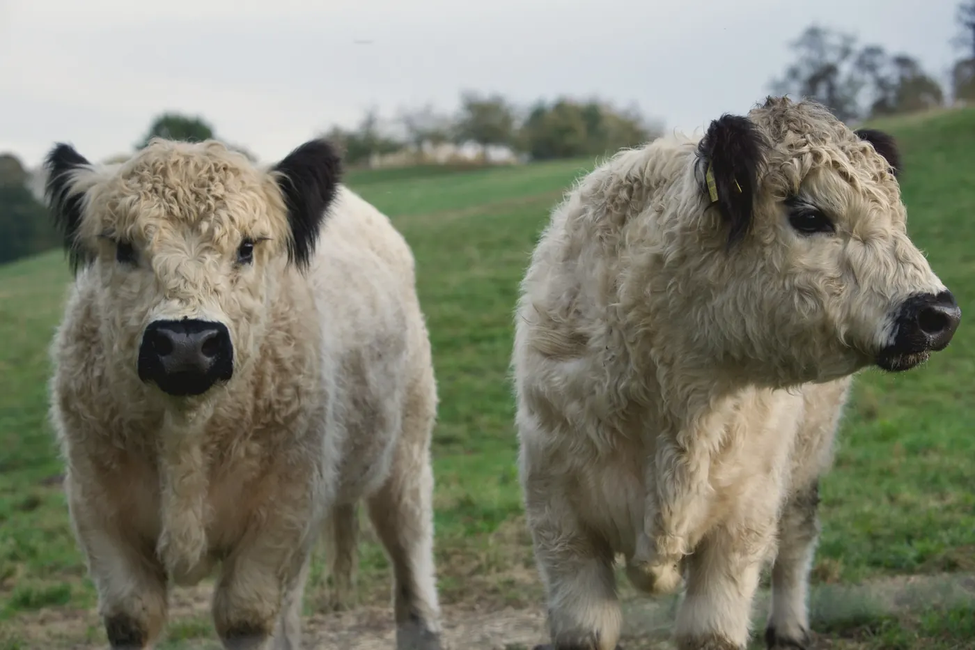 Two young Belted Galloways