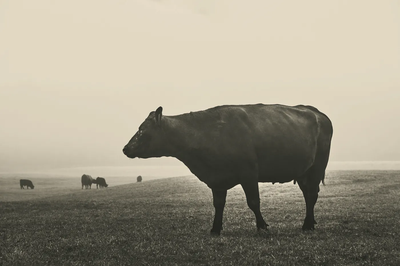 A black cow in profile on a misty field