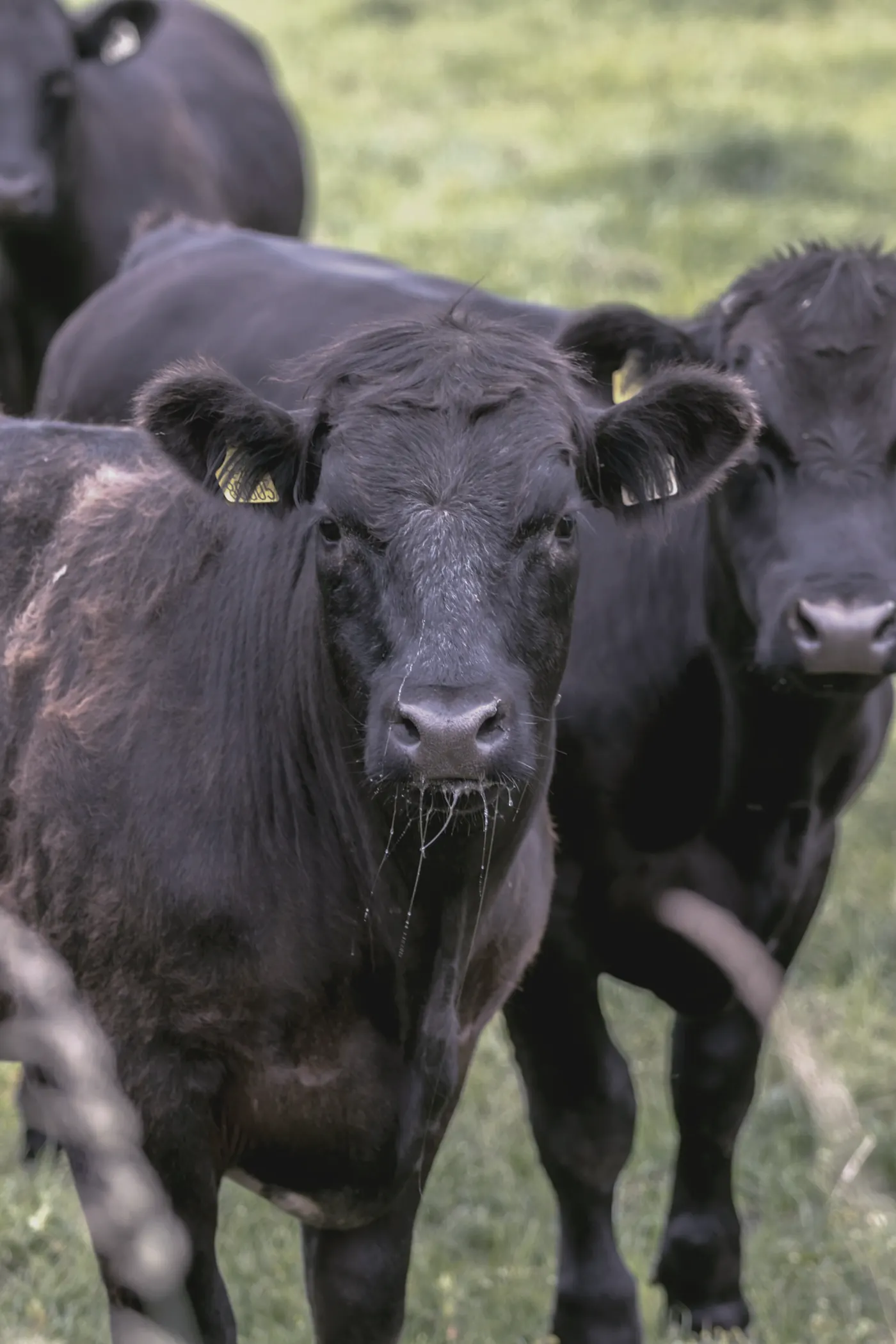 Two black Angus bullocks with ear tags