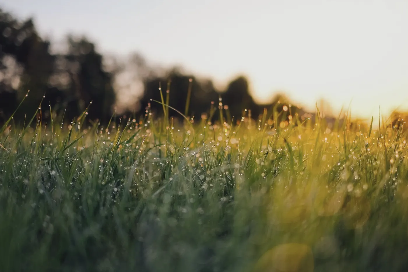 Dew on long grass at first light