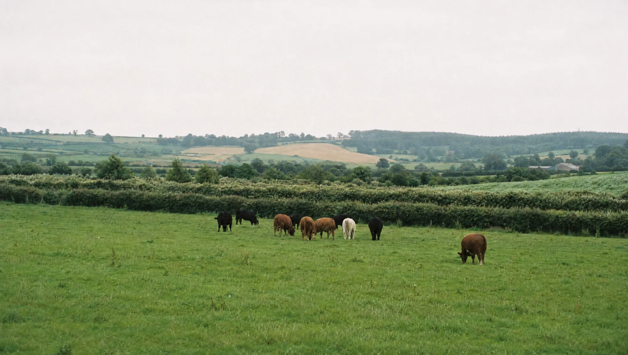 Cattle grazing a hedged pasture below rolling farmland at Summerhill.
