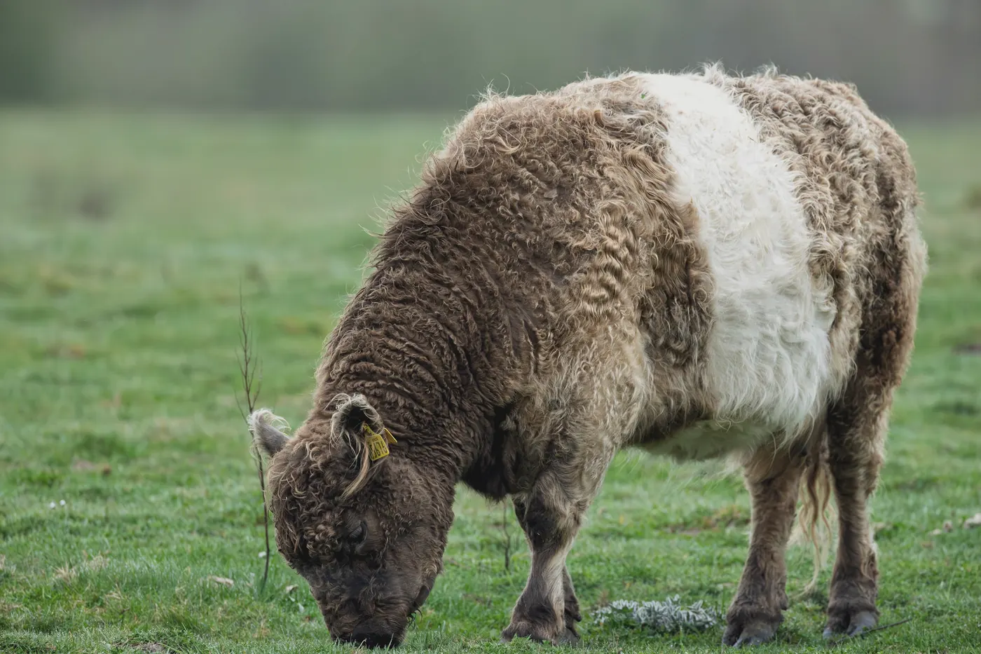 A Belted Galloway, grazing