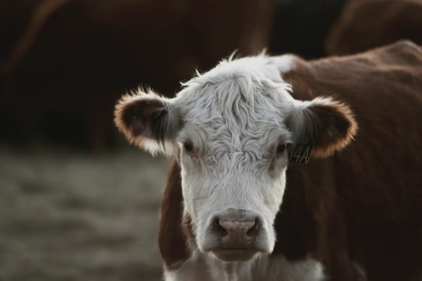 A Hereford, white face and red coat