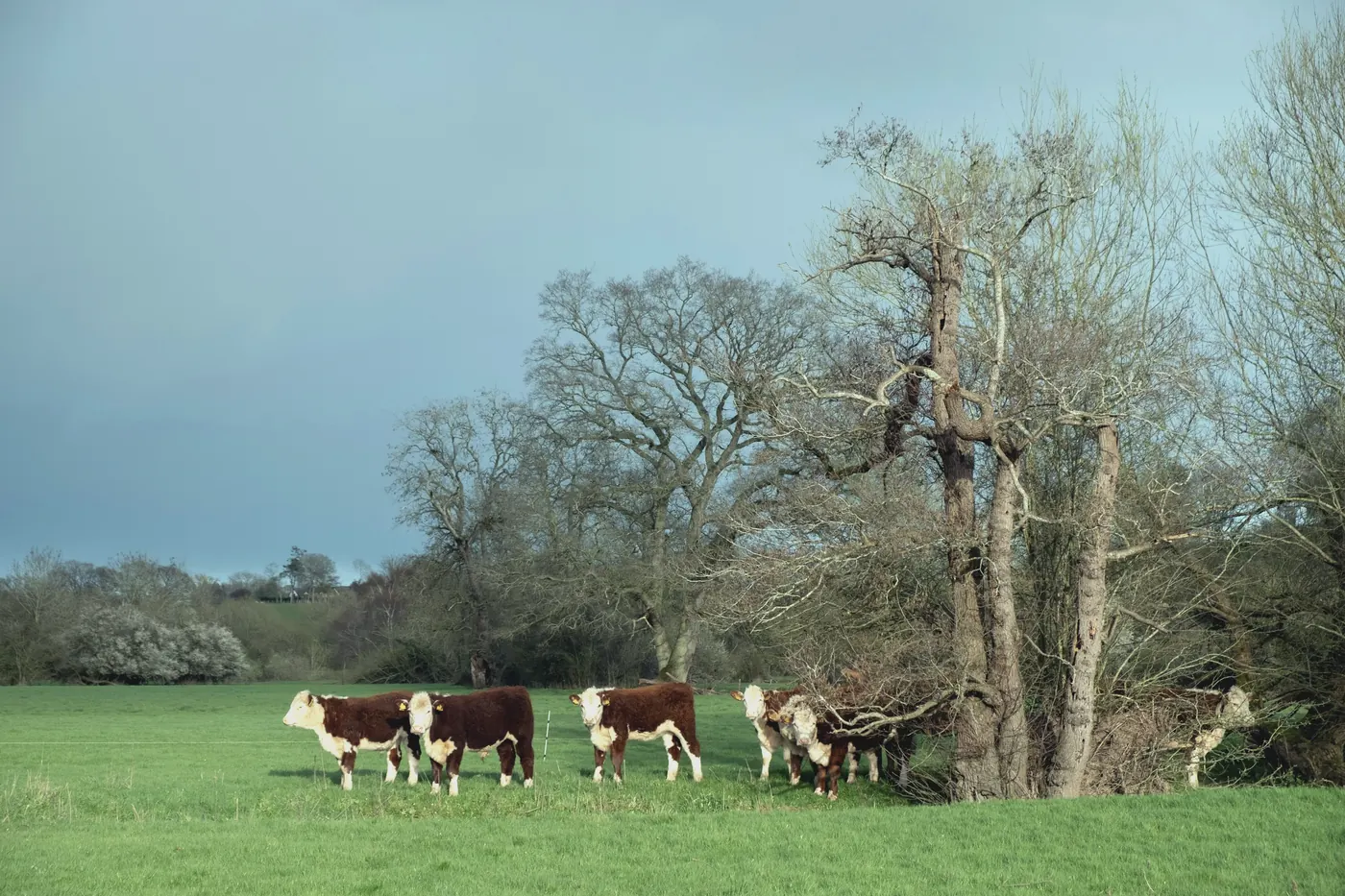 Hereford cattle grazing beneath old trees