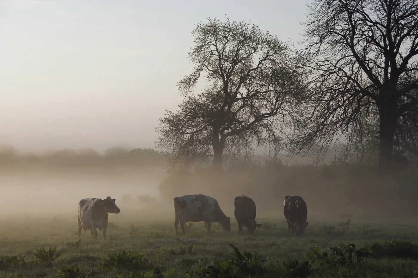 Cattle grazing in ground mist beneath old trees