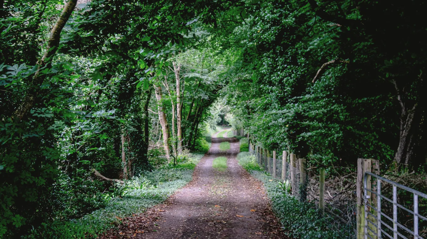 A farm track under an arch of trees