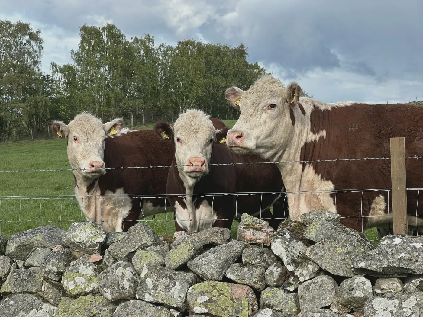 Hereford cattle looking over a dry-stone wall